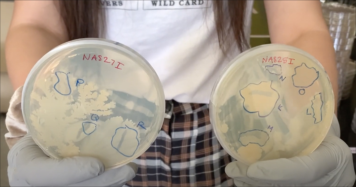 bacteria